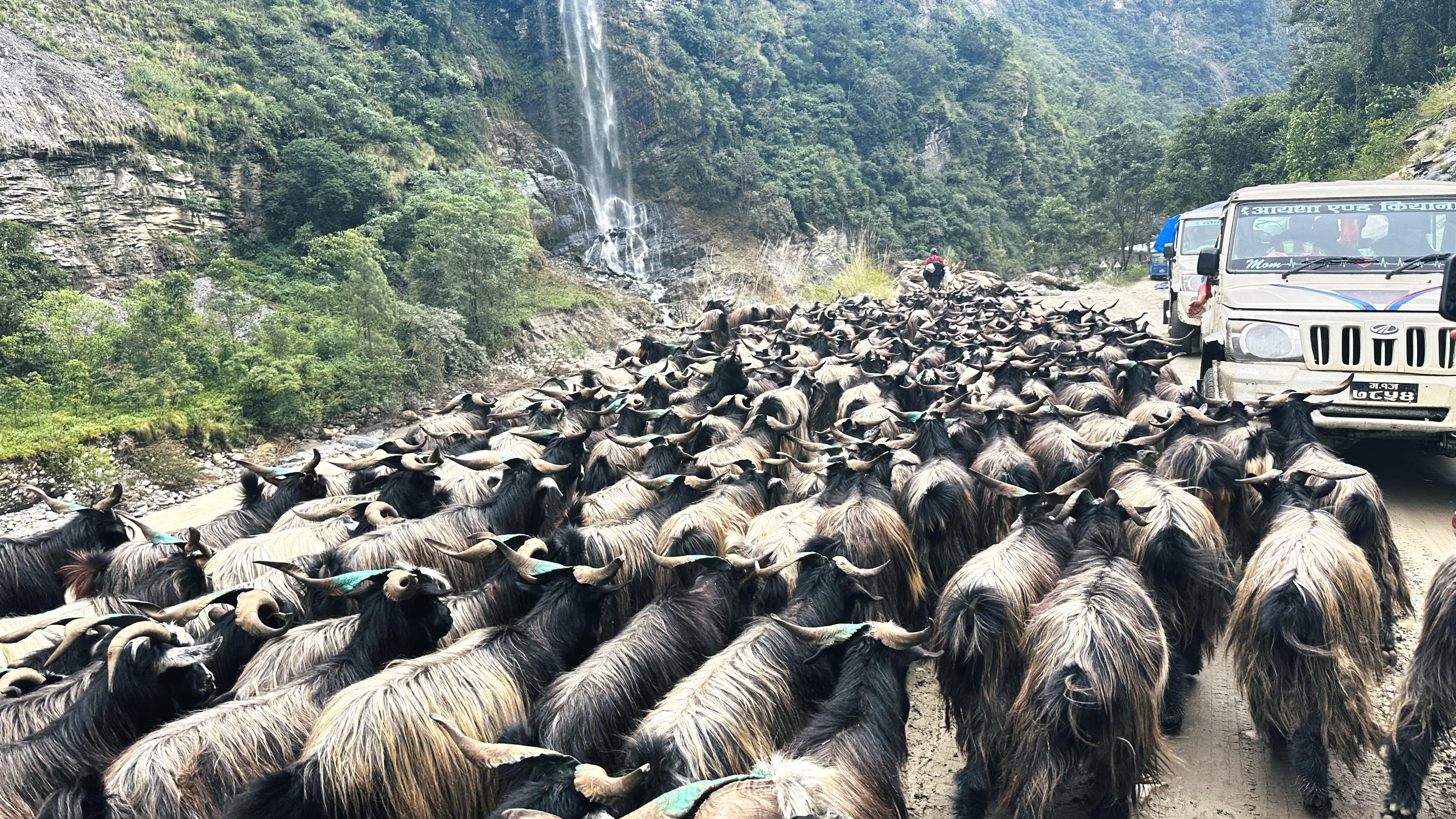 खसी-1791859165.jpg