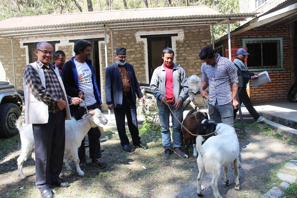 नगरपालिकाद्धारा बोयर बोका र च्यापकटर वितरण