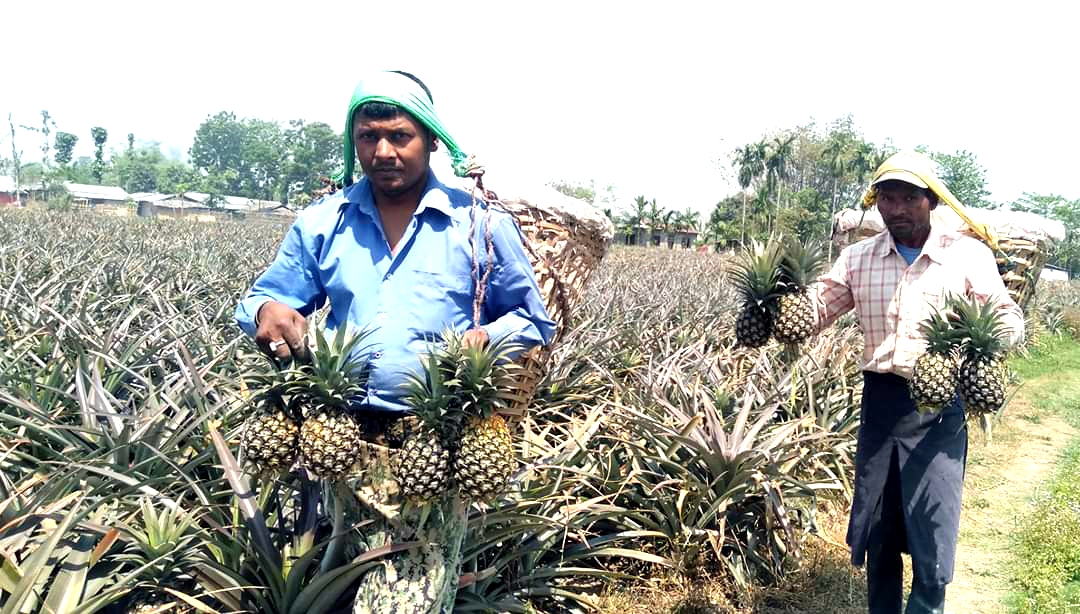 झापामा भुइँकटहर नबिकेर बोटमै कुहिने अवस्थामा