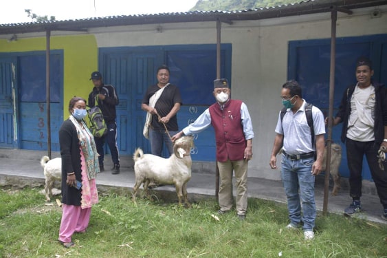 गाउँपालिकाद्धारा कृषकलाई निशुल्क उन्नत जातका बोका वितरण