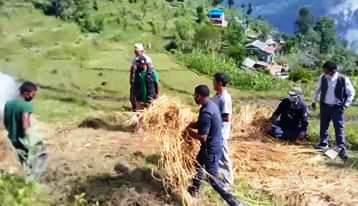 पात्लेखेतमा गाँजा फडानी