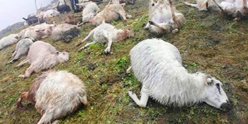 जुम्लामा चट्याङ लागेर भेडा मर्दा २६ लाख बराबरको क्षति