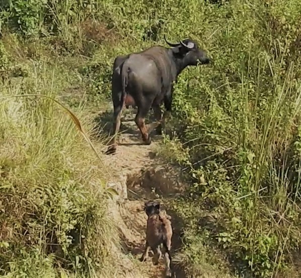 चितवनमा बगाल बढाउँदै अर्ना, पाँचौ बच्चा जन्मियो