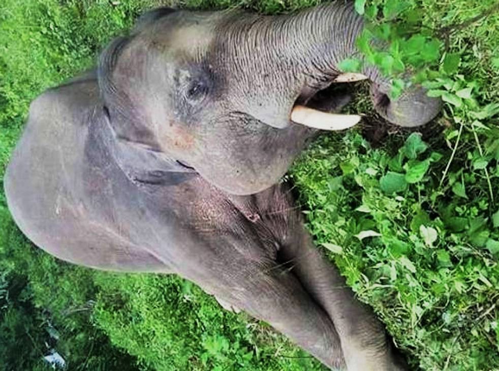 सप्तरीमा हात्ती मृत फेला