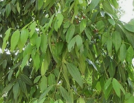 उचित मूल्य नहुँदा तेजपात उत्पादक कृषक मारमा
