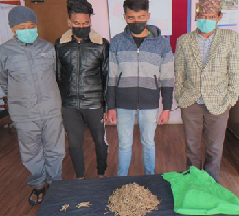 काठमाडौंको गोकर्णेश्वरबाट यार्सागुम्बासहित चार जना पक्राउ
