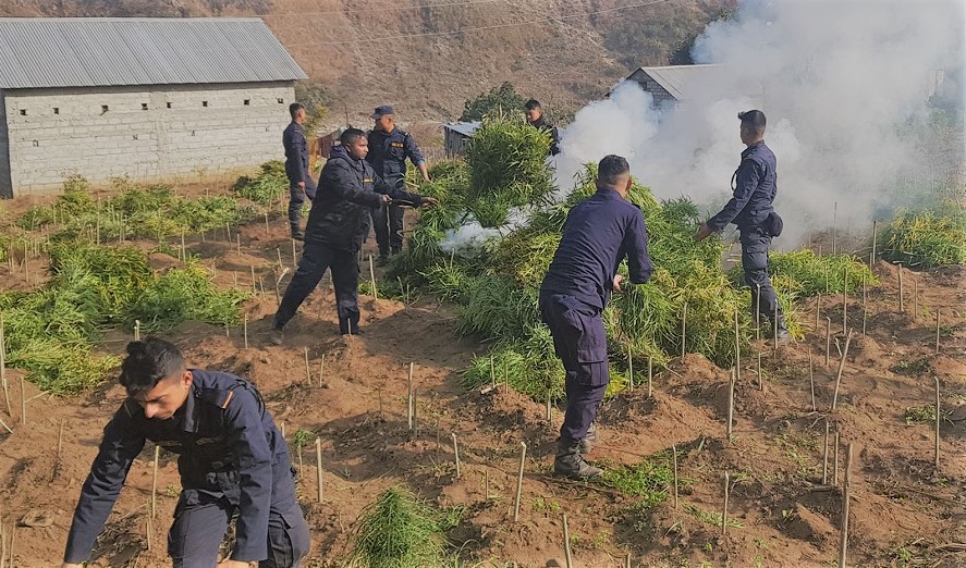 छ बिघामा लगाएको गाँजाखेती प्रहरीद्वारा फँडानी गरी नष्ट