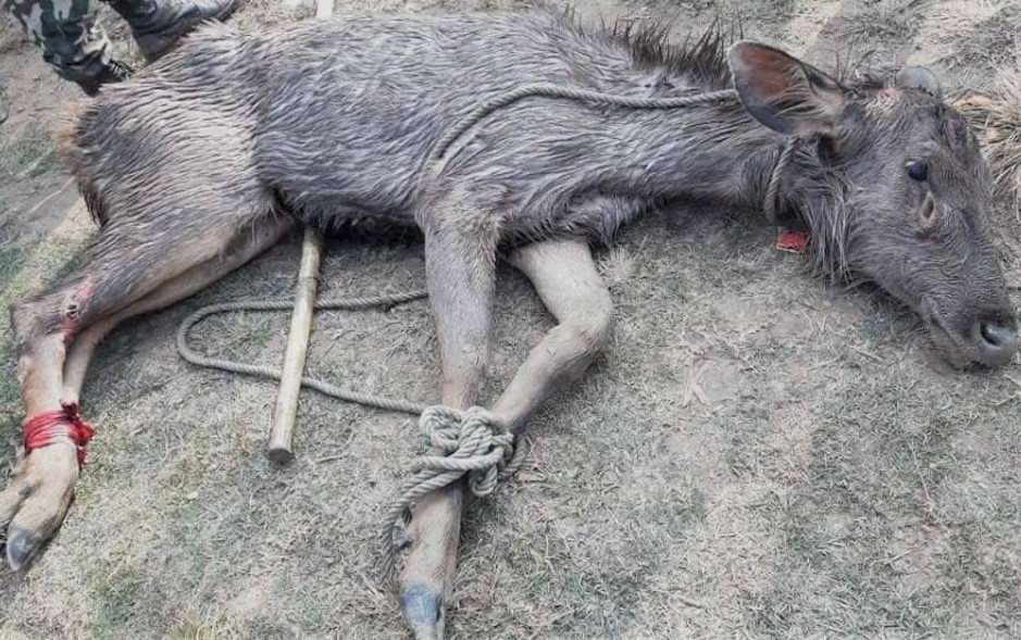 सुर्खेतको बुलबुले तालमा फसेको जरायोको उद्दार