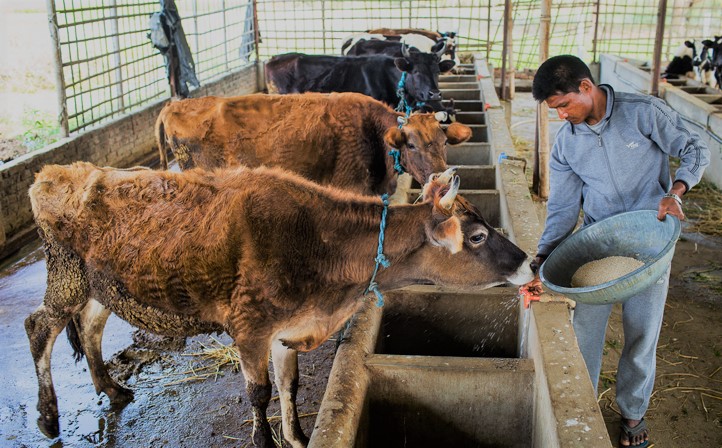 कास्कीका दुई पालिकामा पशुमा खोरेत रोगको प्रकोप