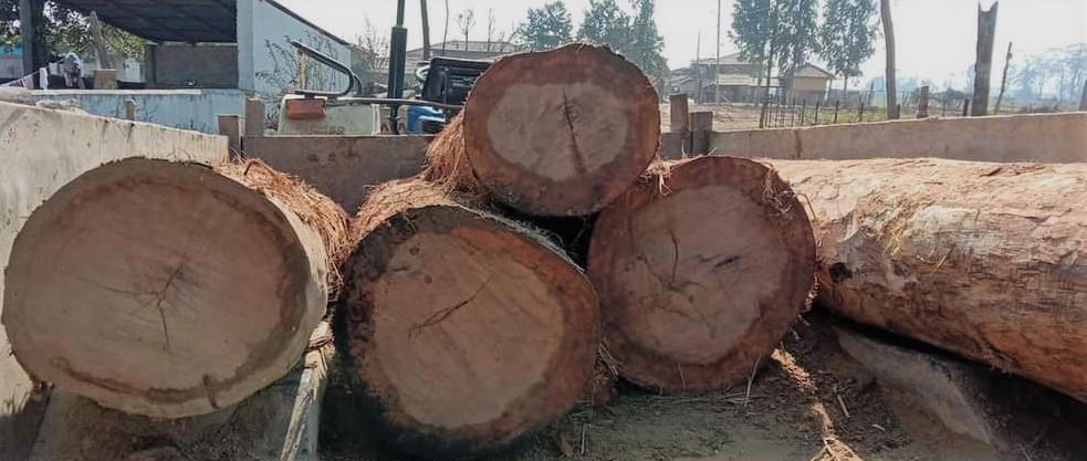 रौतहटमा अवैध सालको काठ बरामद