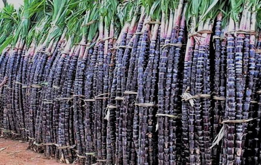 चिनी मिललाई उखु अभाव