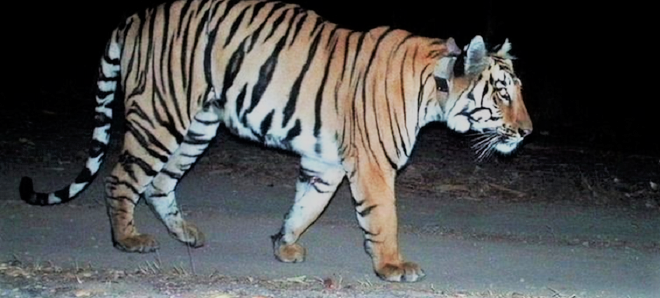 बर्दियामा बाघको आक्रमणबाट एक पुरूष घाइते