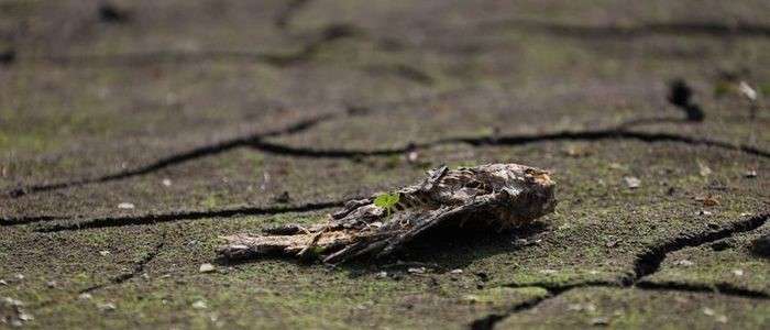 कमलपोखरीमा दुई करोड ५० लाख लिटर पानी भर्ने तयारी