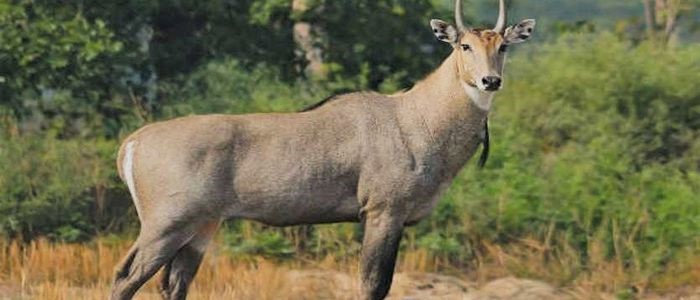 महोत्तरीको जङ्गलमा पाँच दर्जन नीलगाई फेला