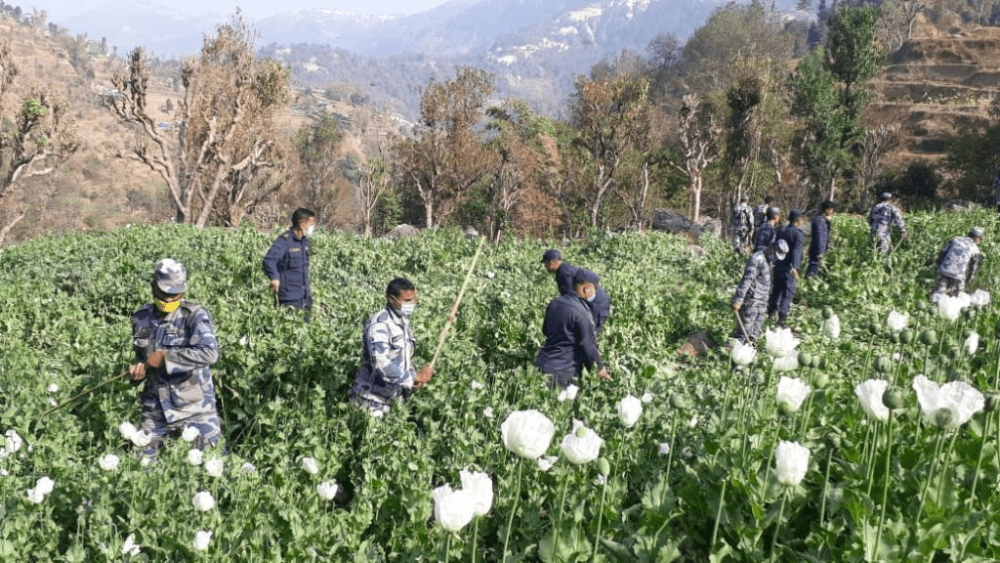 प्रहरीद्वारा अफिम खेती नष्ट