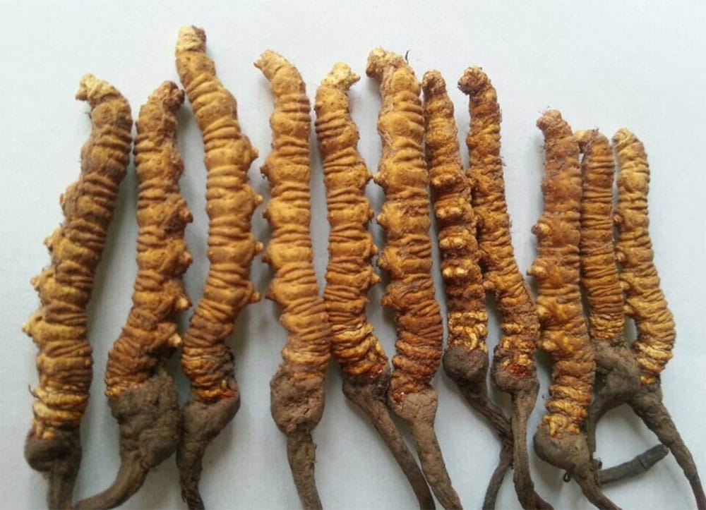 यार्सागुम्बा संकलन खुला