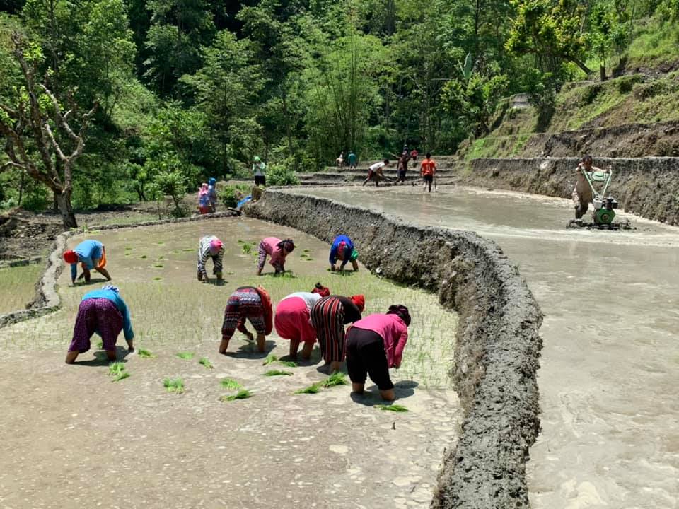 म्याग्दीमा धान रोपाइँ शुरु