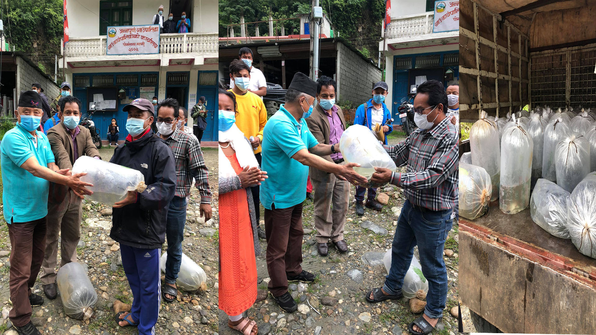 अन्नपुर्ण गाउँपालिकाद्धारा कृषकलाई माछाका भुरा वितरण