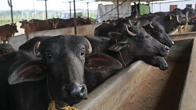 भैँसीमा भ्यागुते रोगको प्रकोप