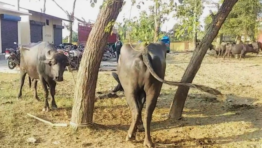 १६ वटा राँगासहित दुई ब्यापारी पक्राउ, झुटो आरोप लगाइएको ब्यापारीको जिकिर
