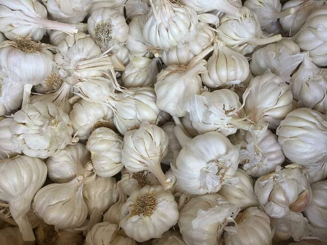 चुनवाङमा यसवर्ष लसुनबाट भित्रियो ४० लाख