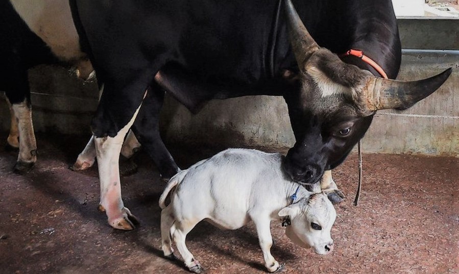 बंगलादेशमा भेटियो सबैभन्दा सानो गाई