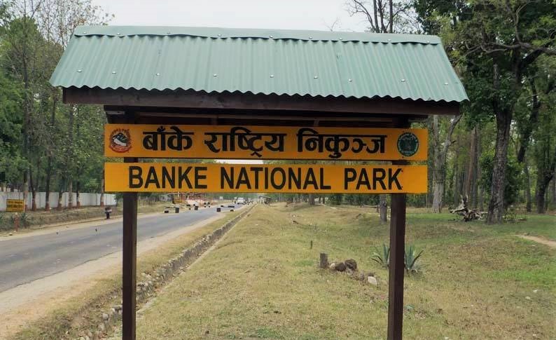 बाँके राष्ट्रिय निकुञ्जमा ३५८ वन्यजन्तु मारिए