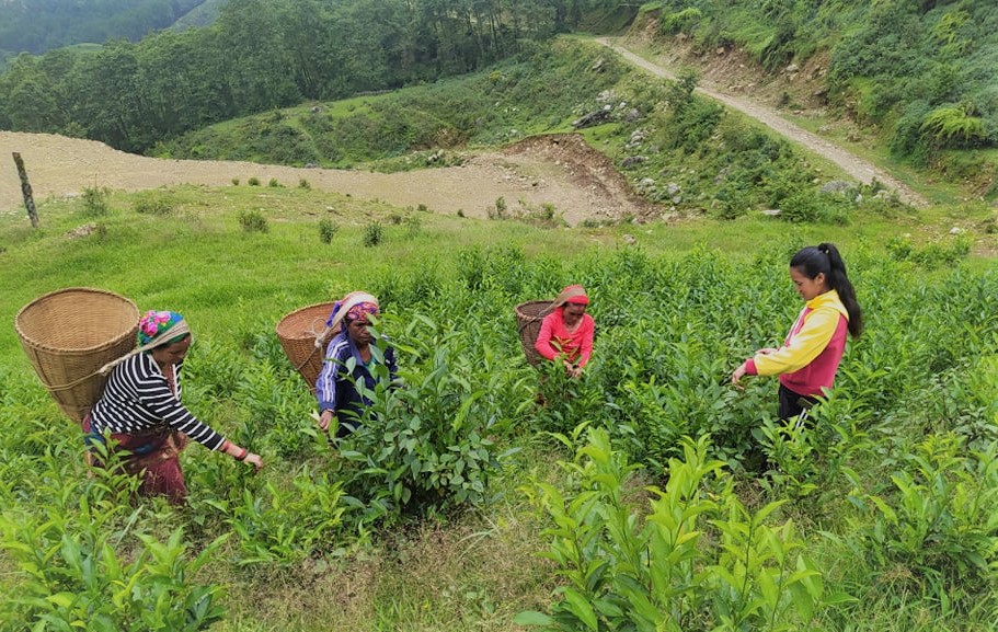 पर्वतको फलामखानीमा अर्गानिक चिया उत्पादन सुरू
