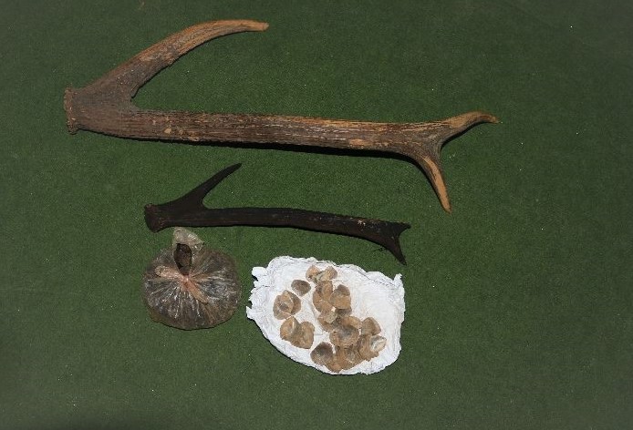 जरायोको सिङ र सालकको खपटासहित एक महिला पक्राउ