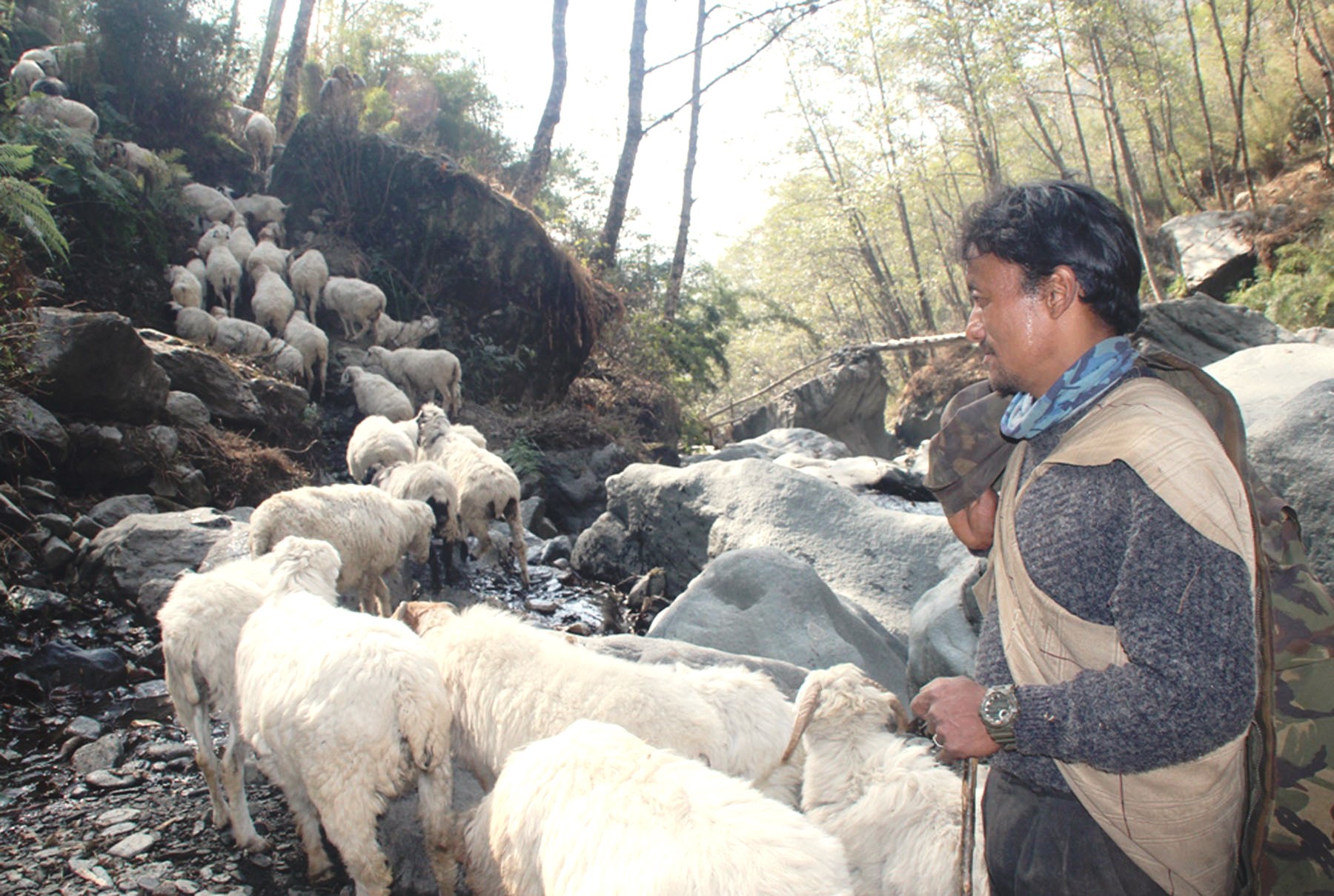 जो विदेशको जागिर छाडेर भेडी गोठमा व्यस्त छन्