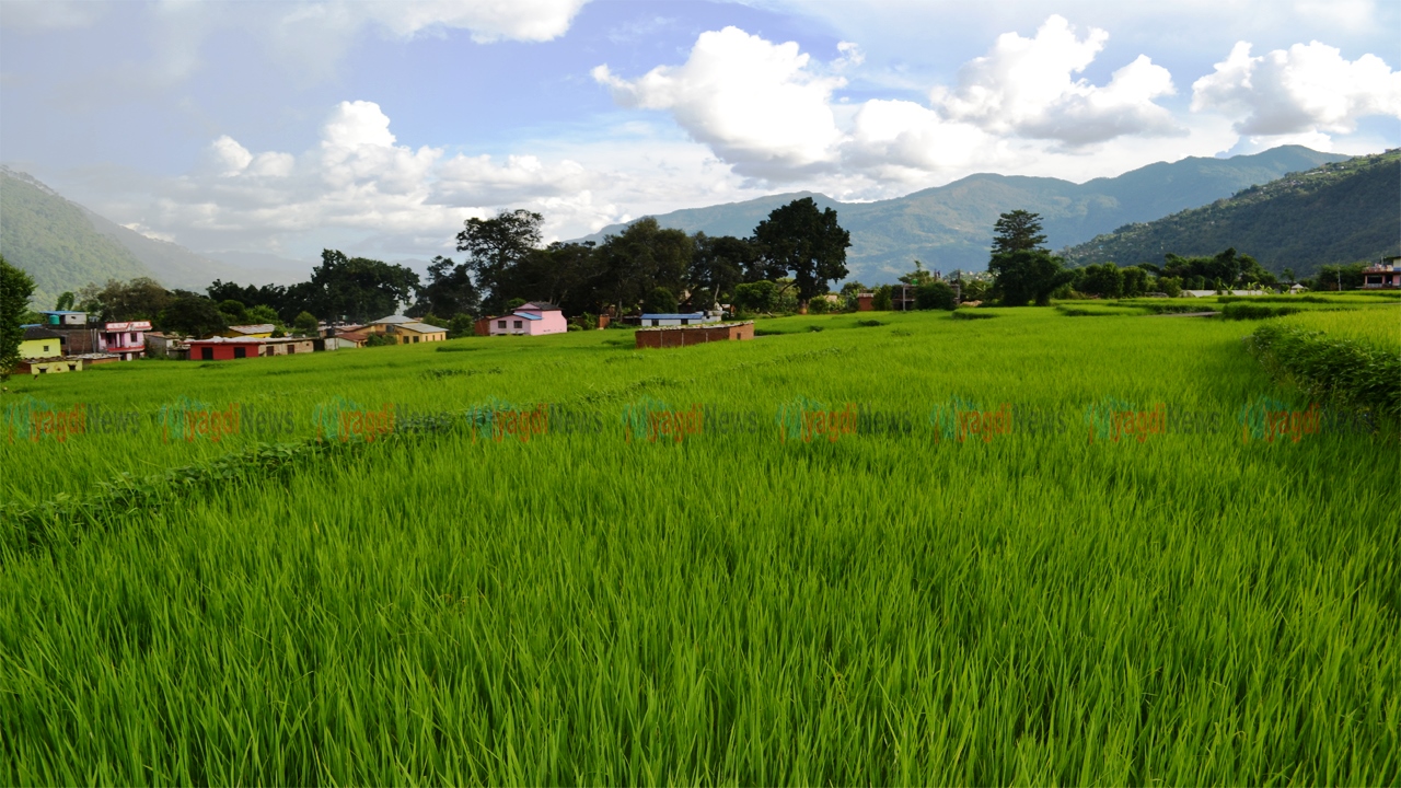 धानले हरियाली रत्नेचौर फाँट (फोटो फिचर)