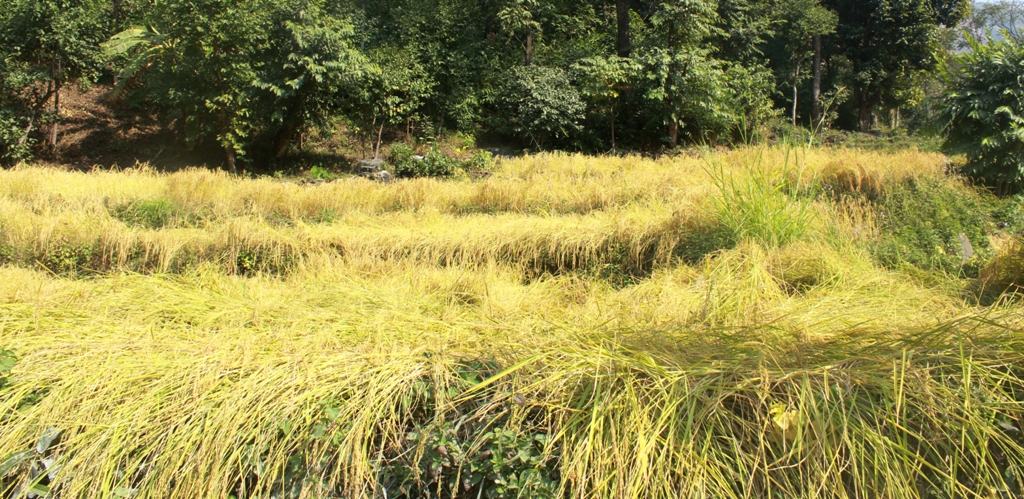 म्याग्दीमा पाकेको धान भित्र्याउने बेला पानीले सोत्तर, किसान चिन्तित