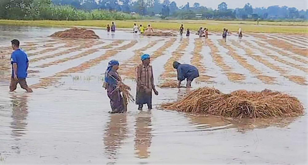 बेमौसमी बर्षाले ३ लाख २५ हजार २ सय ५८ मेट्रिक टन धान नष्ट