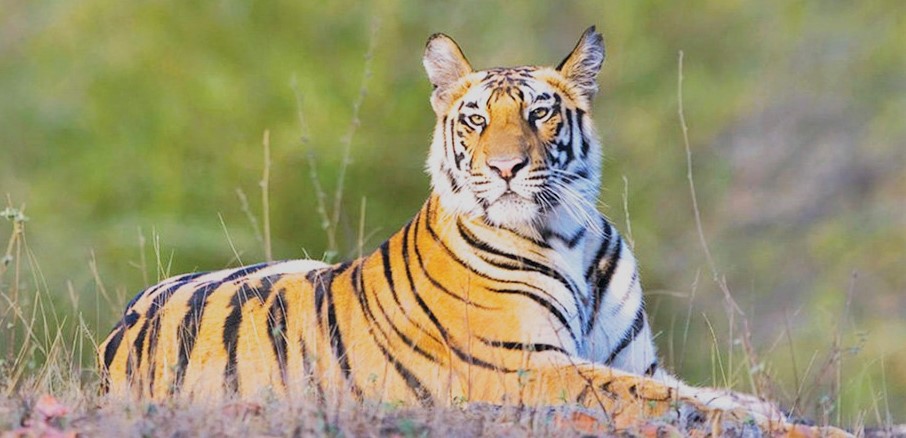 मङ्सिर र पुसमा बाघ गणनाको तयारी