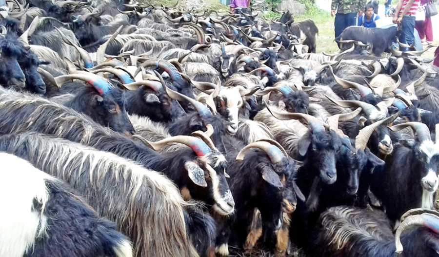 उपत्यकामा दोब्बरले बढ्यो च्याङ्ग्राको मूल्य