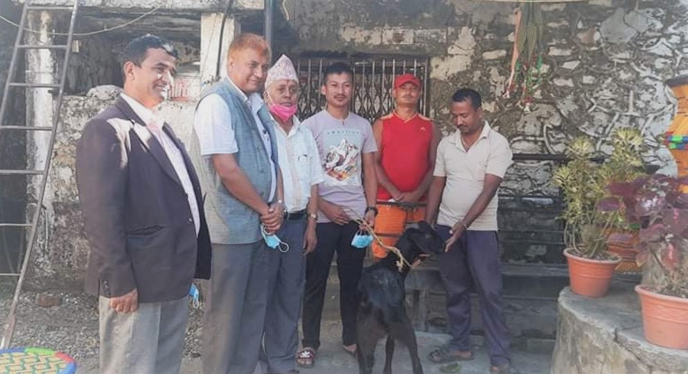 कैदीबन्दीलाई दसैँ मनाउन खसी उपहार