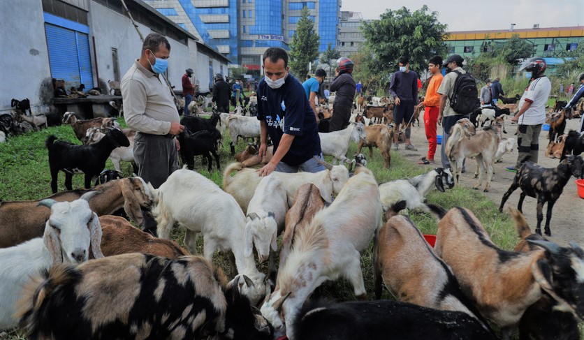 काठमाडौँमा खसीबोका बिक्री नहुँदा व्यापारी निराश
