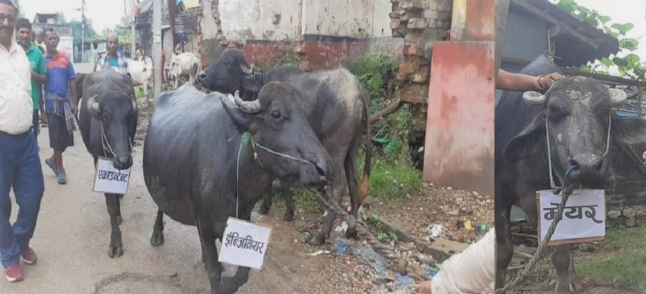 नगरपालिकामा अनियमितताको विरोधमा भैंसी जुलुस