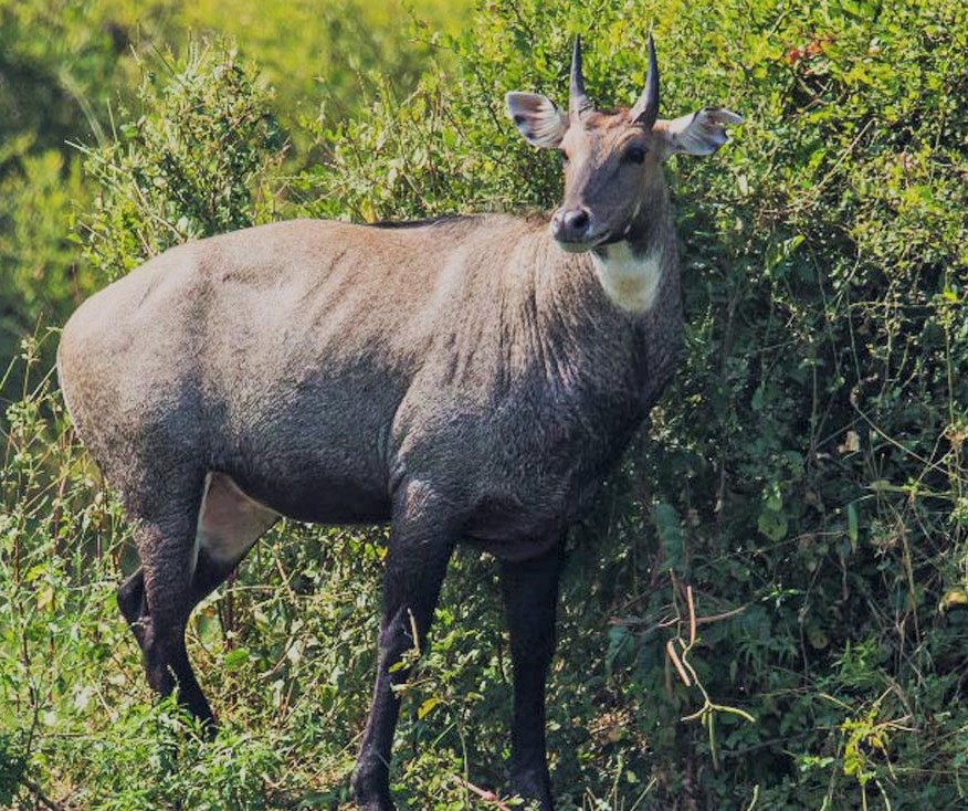 गाडीको ठक्करबाट निलगाईको मृत्यु