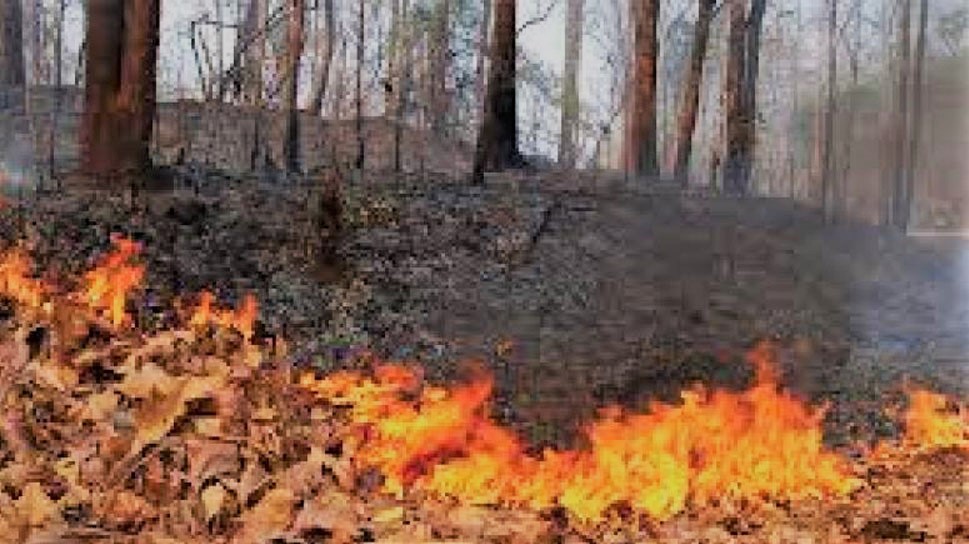 जलवायु परिवर्तनका कारण जंगलको डढेलोमा वृद्धि : अध्ययन