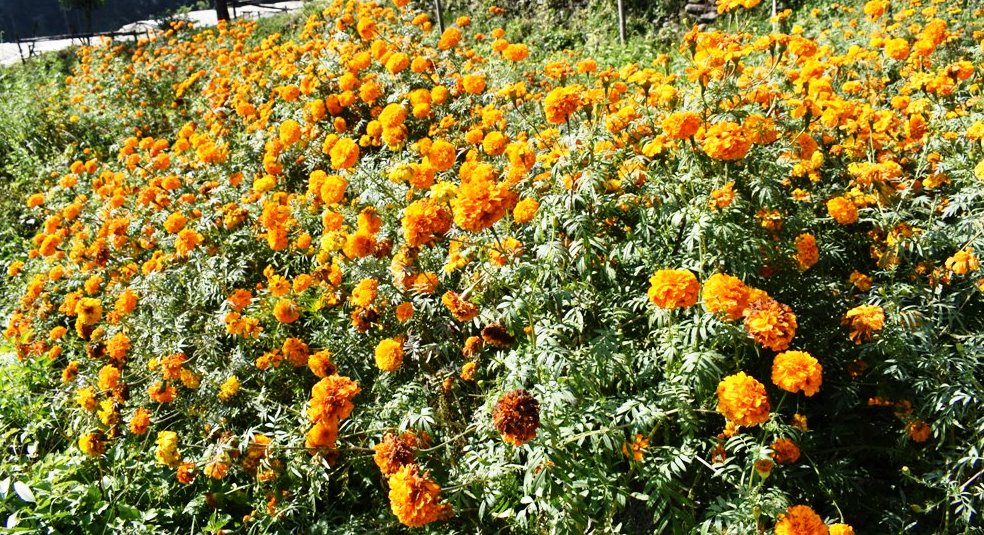 २१ लाख माला बिक्री,१५ करोडको कारोबार