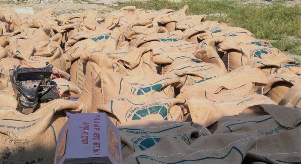 गहुँको बिउ भारतमा निर्यात भएपछि प्रशोधनमा भ्याइनभ्याइ