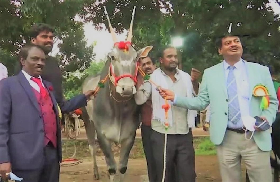 भारू १ करोडको गोरु !
