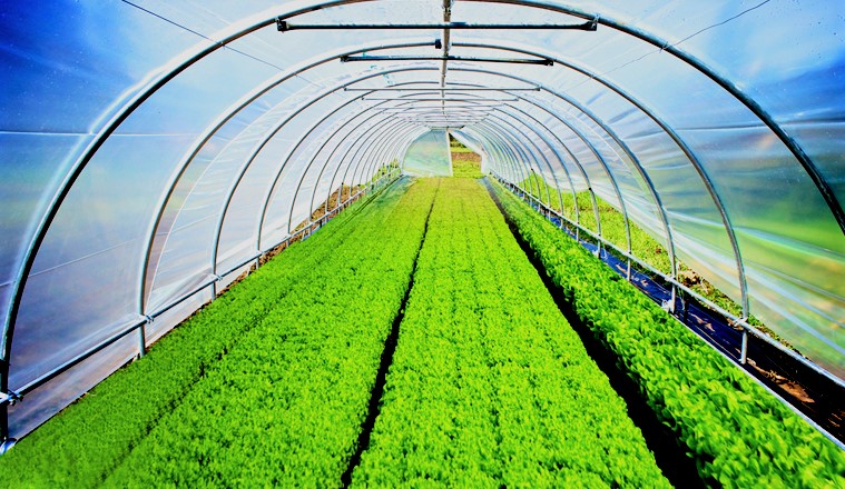 गोरखामा नमूना ग्रीन हाउस निर्माण गरिने