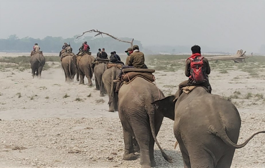 सर्वोच्चको आदेशपछि दर्ता गरिँदै निजी हात्ती