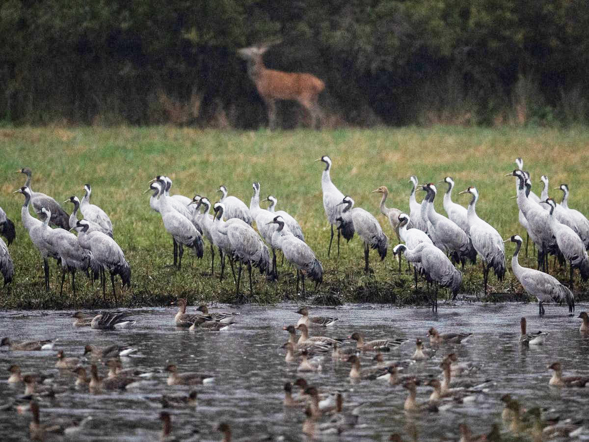 इजरायलमा बर्डफ्लुको कहर, २ हजार सारस मरे
