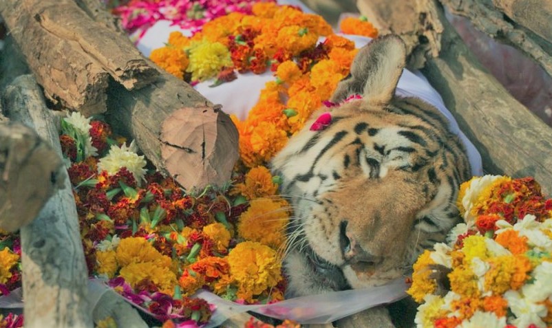 ‘कलरवाली’ नामले चर्चित बघिनीको मृत्यु