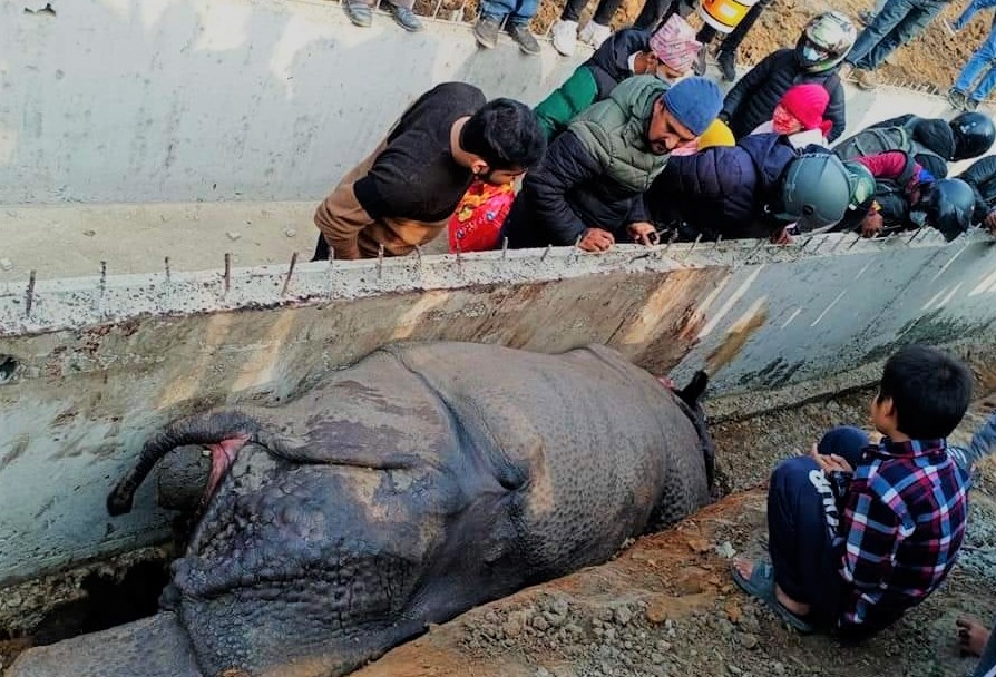 बन्दै गरेको सडकको नालीमा परेर गैंडाको मृत्यु