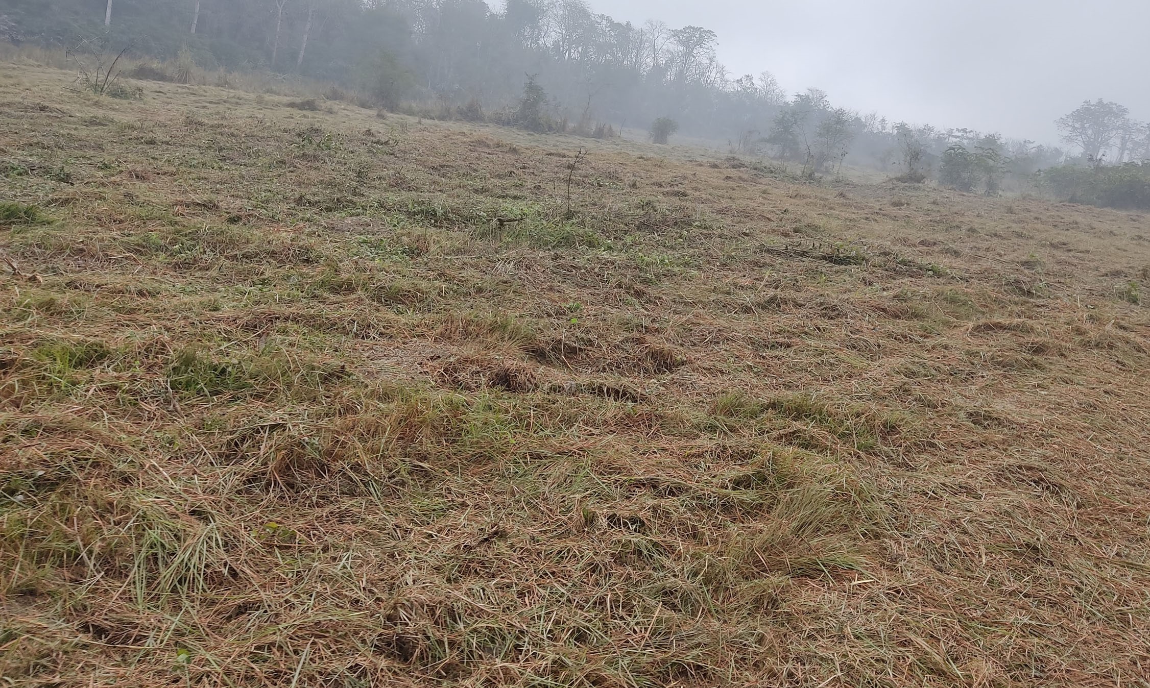 वन्यजन्तुका लागि घाँसे मैदान व्यवस्थित गरिँदै