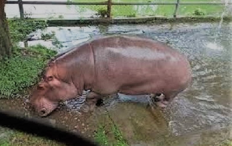 जल गैंडाले आवाजकै आधारमा साथी र शत्रुलाई छुट्याउन सक्छन् : अध्ययन